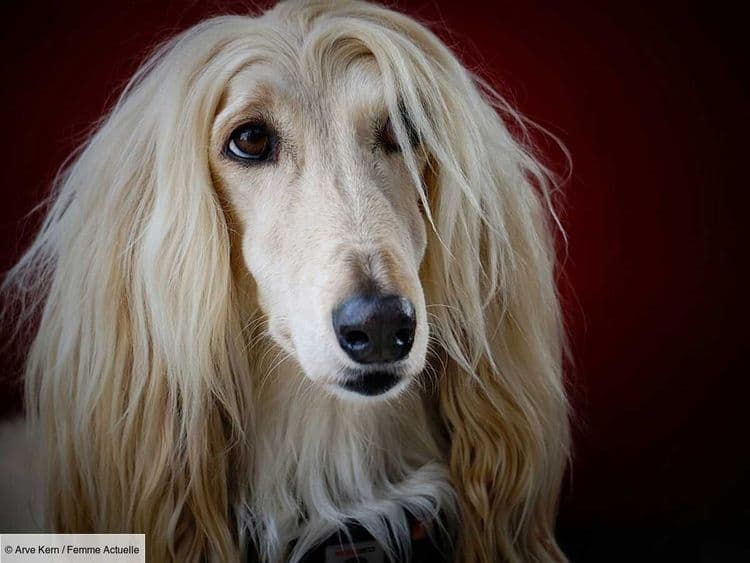Le Nizinny (ou Berger polonais de plaine), un chien au caractère vif et protecteur