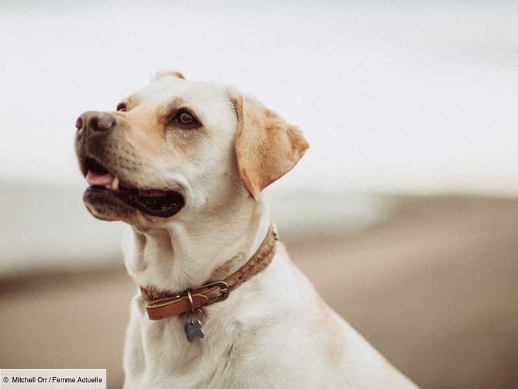 Votre chien a très mauvaise haleine ? Cette nouvelle recette va vous sauve